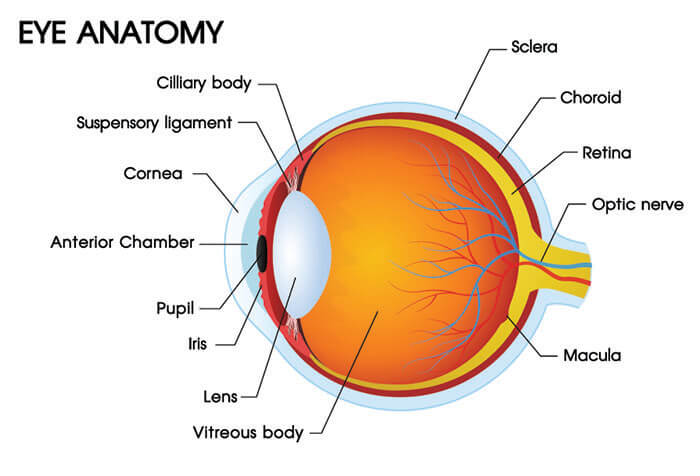 Chart Showing the Anatomy of an Eye