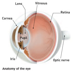 Illustrating the Anatomy of the Eye